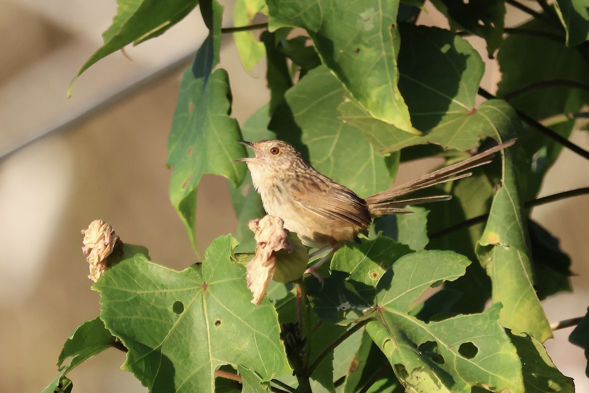 Striped Prinia - ML647068901