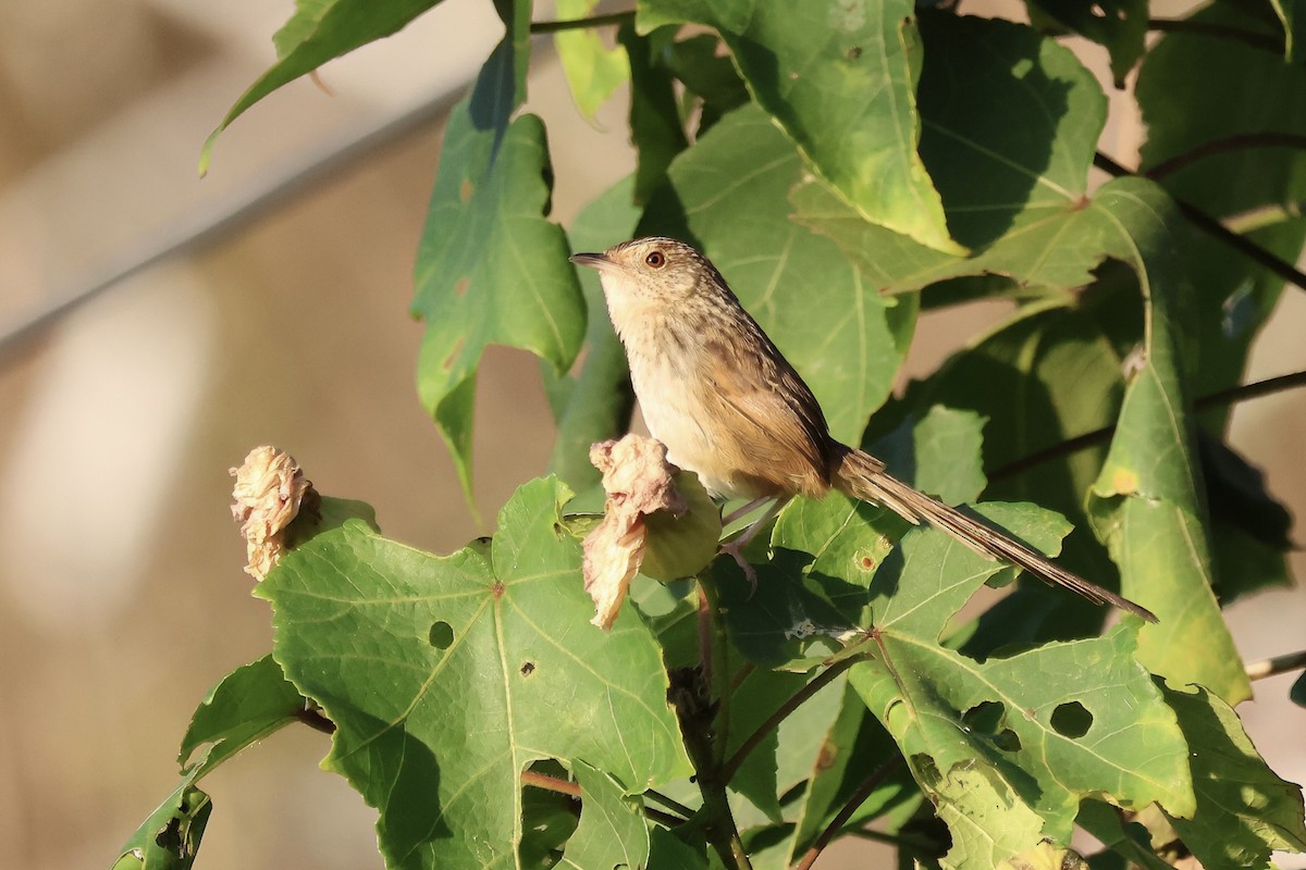Striped Prinia - ML647068902