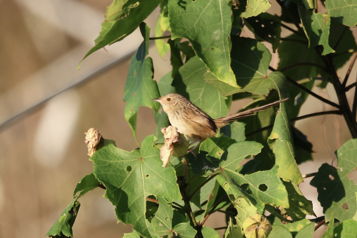 Striped Prinia - ML647068903