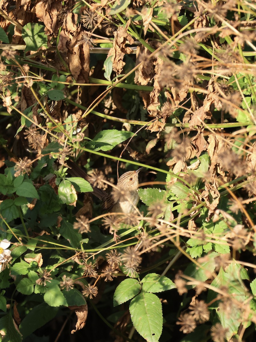 Striped Prinia - ML647068904