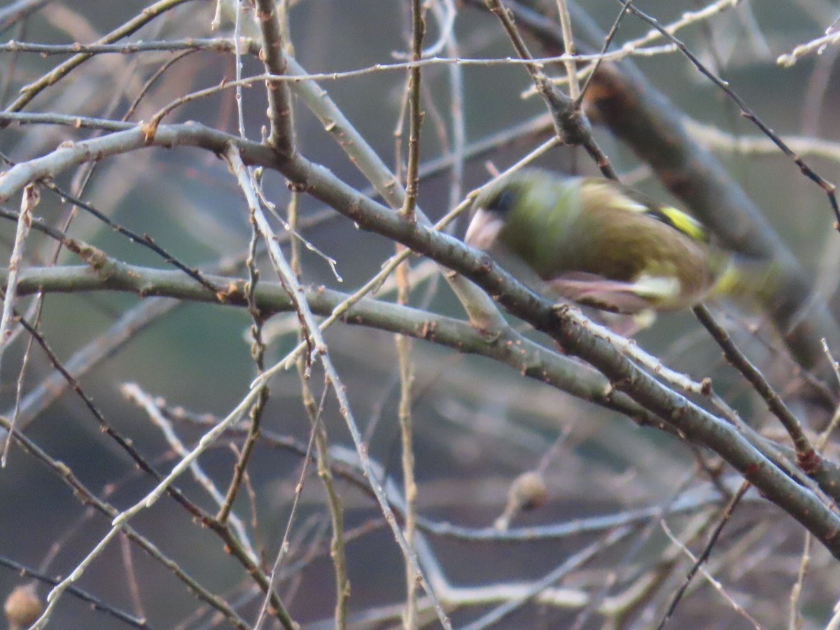 Chinagrünfink - ML647068908