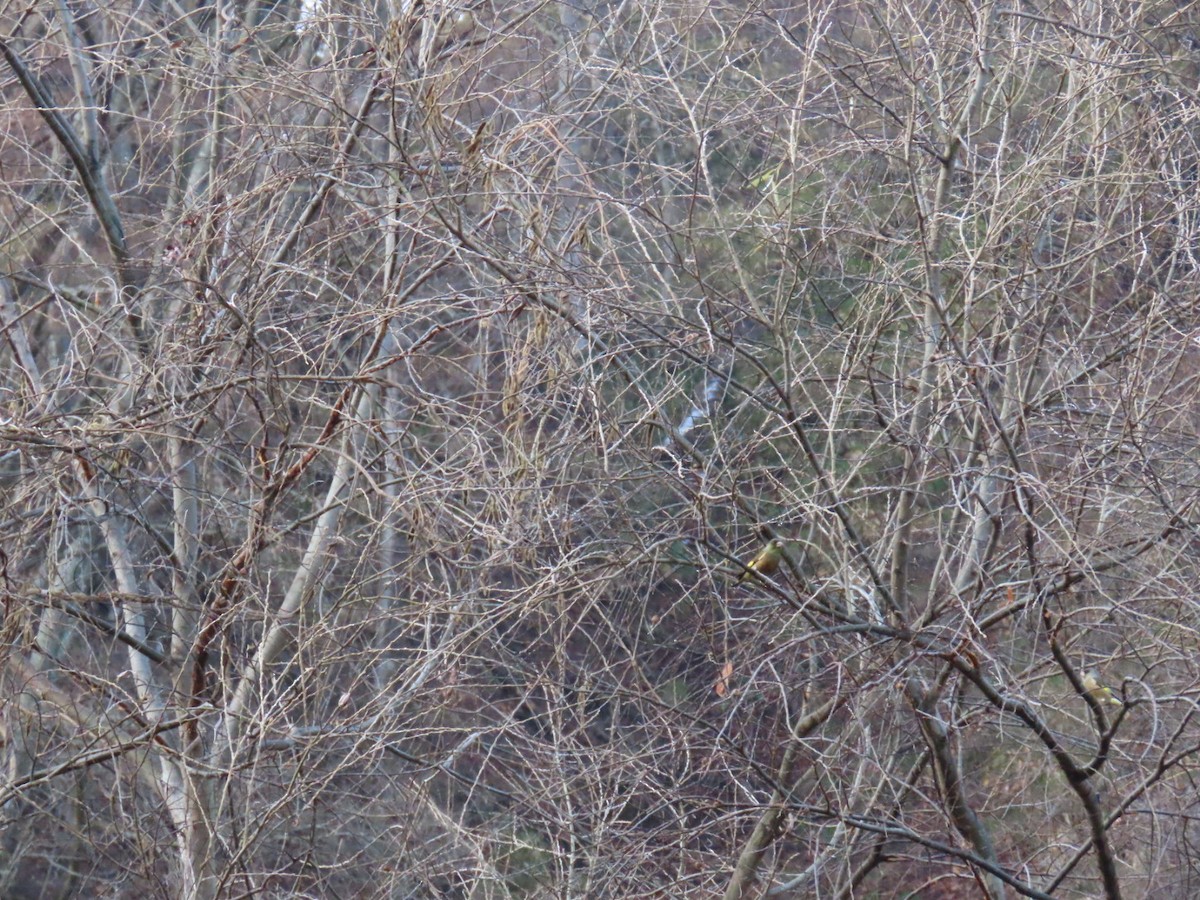 Chinagrünfink - ML647068909