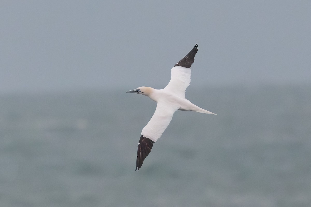 Alcatraz Atlántico - ML647068918
