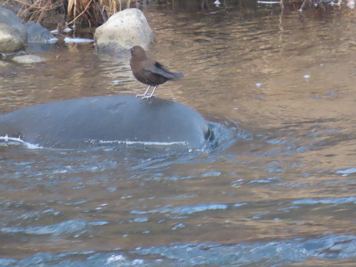 Pallaswasseramsel - ML647068919