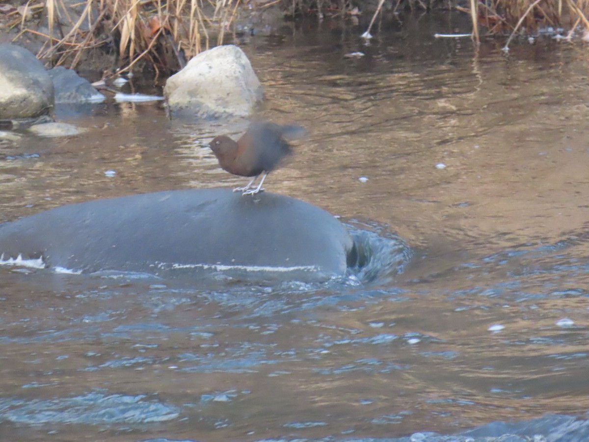 Pallaswasseramsel - ML647068920