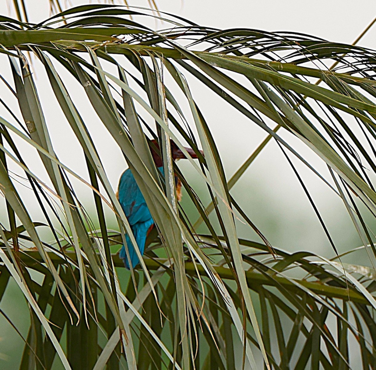 ledňáček hnědohlavý - ML647068925