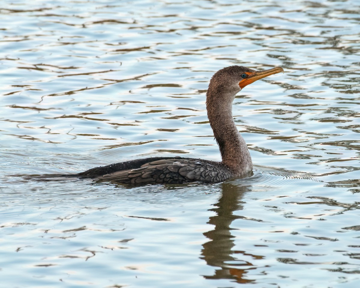 Double-crested Cormorant - ML647068931