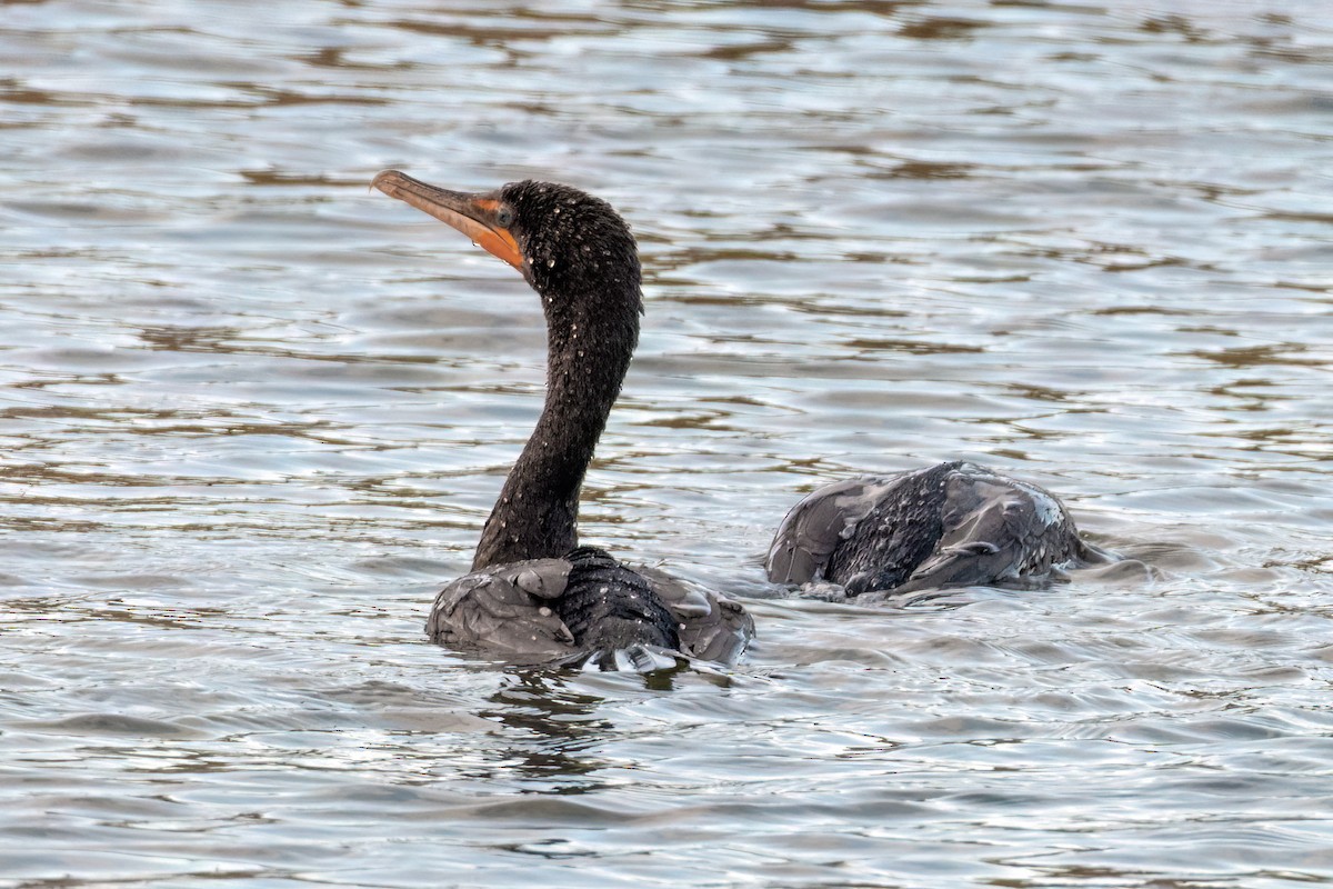Double-crested Cormorant - ML647068932