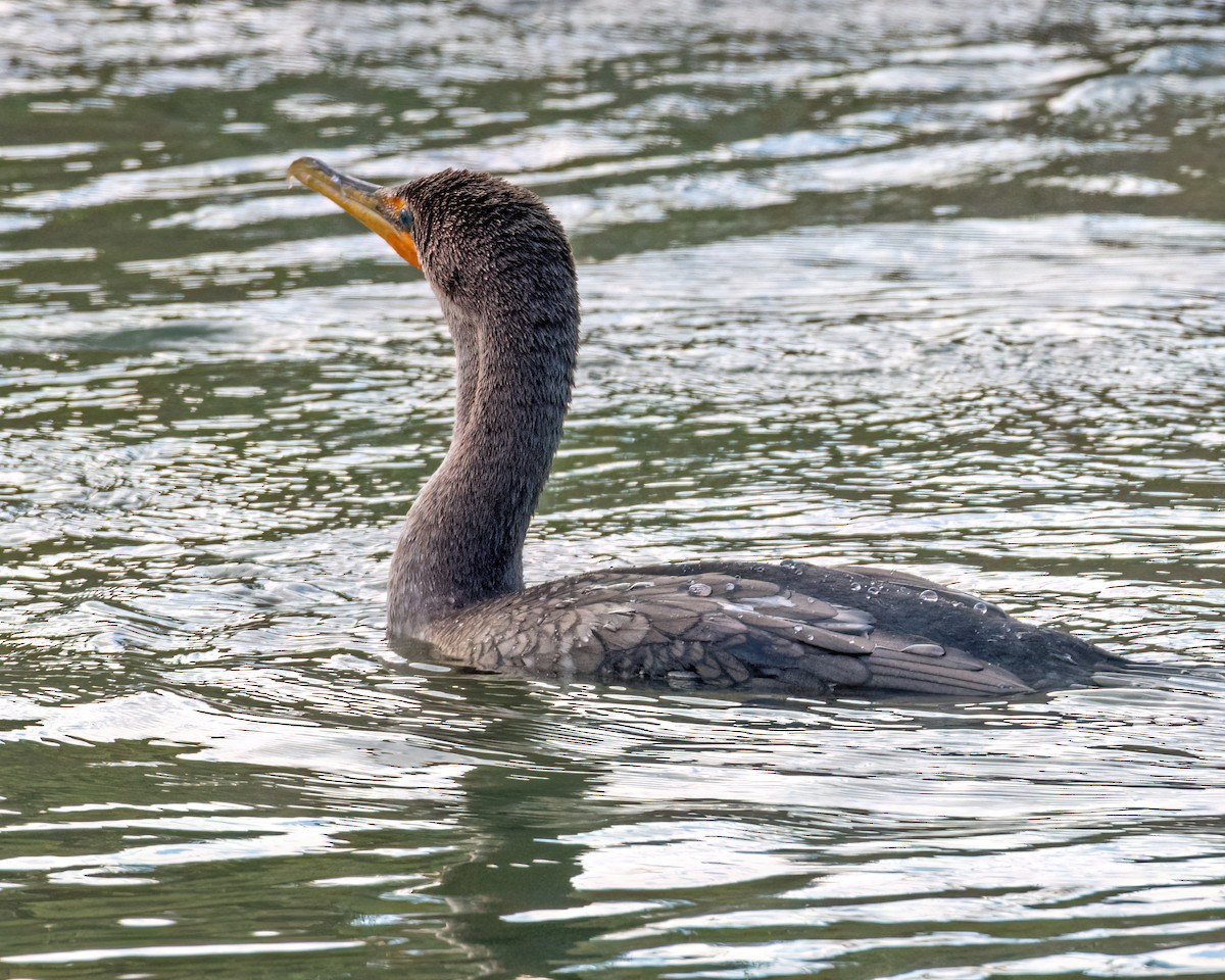 Double-crested Cormorant - ML647068933