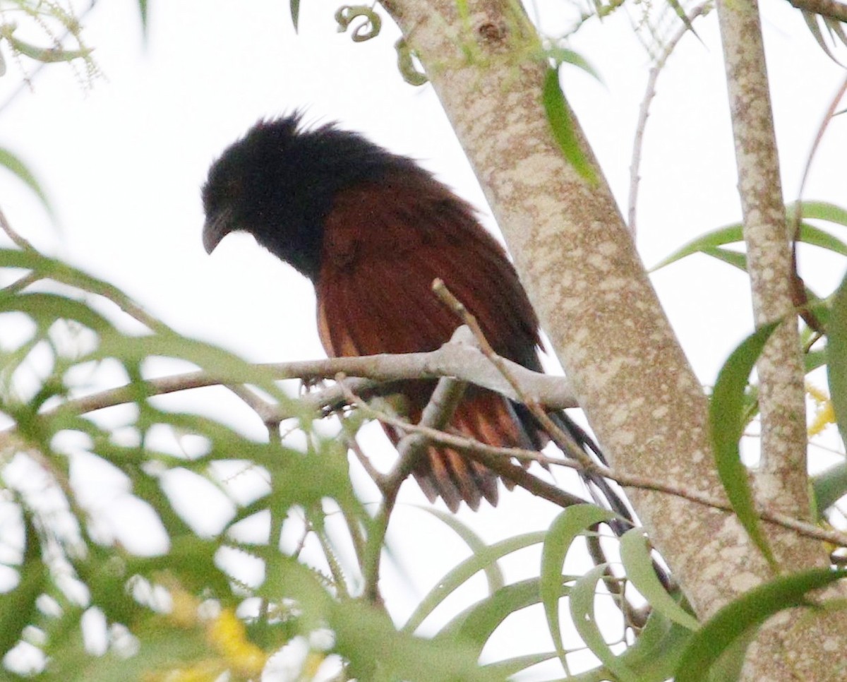 Philippine Coucal - ML647068936