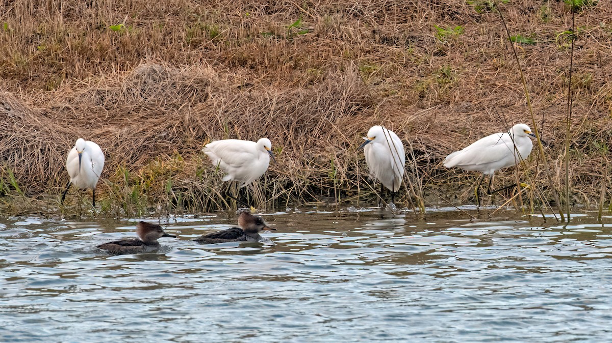 Snowy Egret - ML647068937