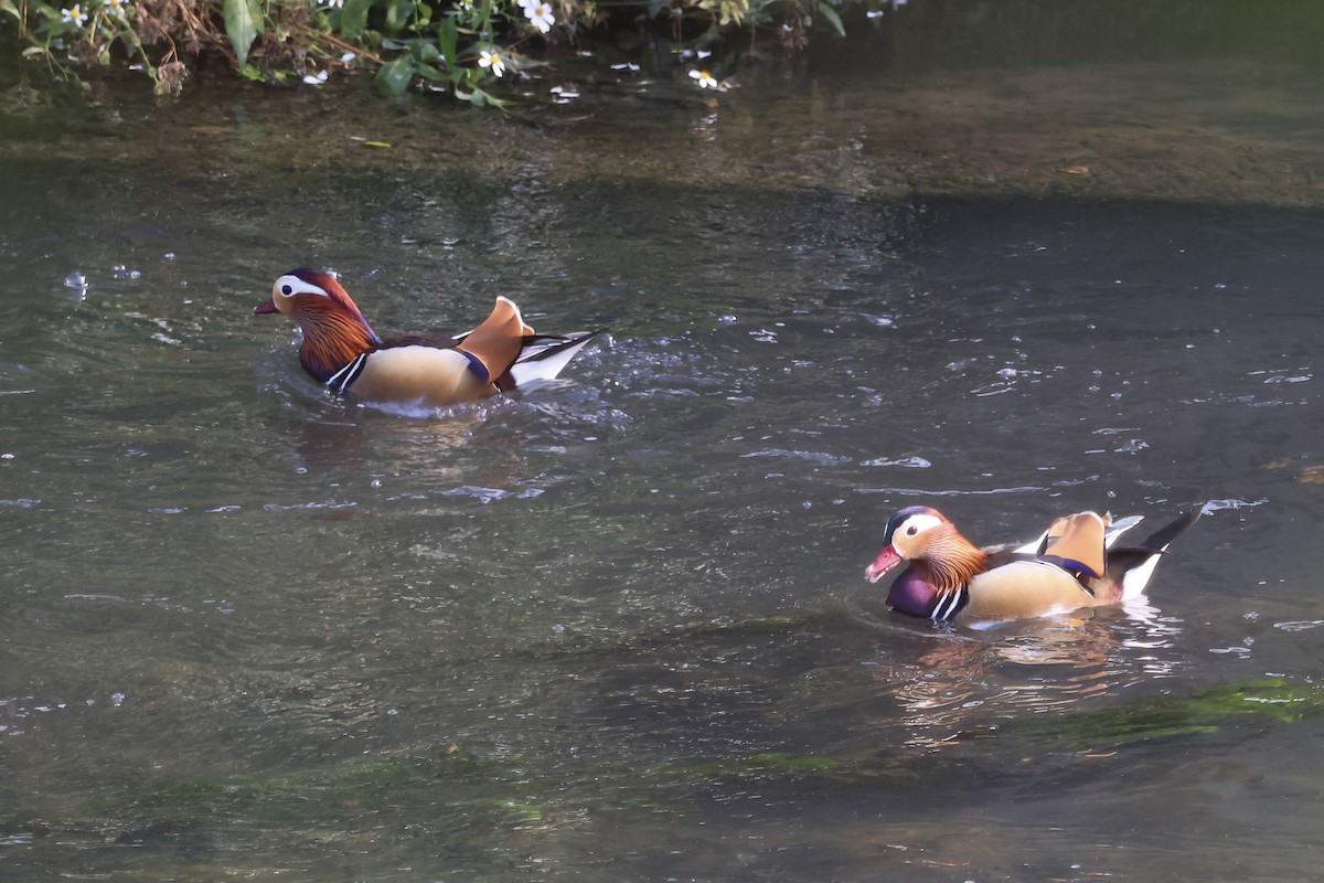 Мандаринка - ML647068940