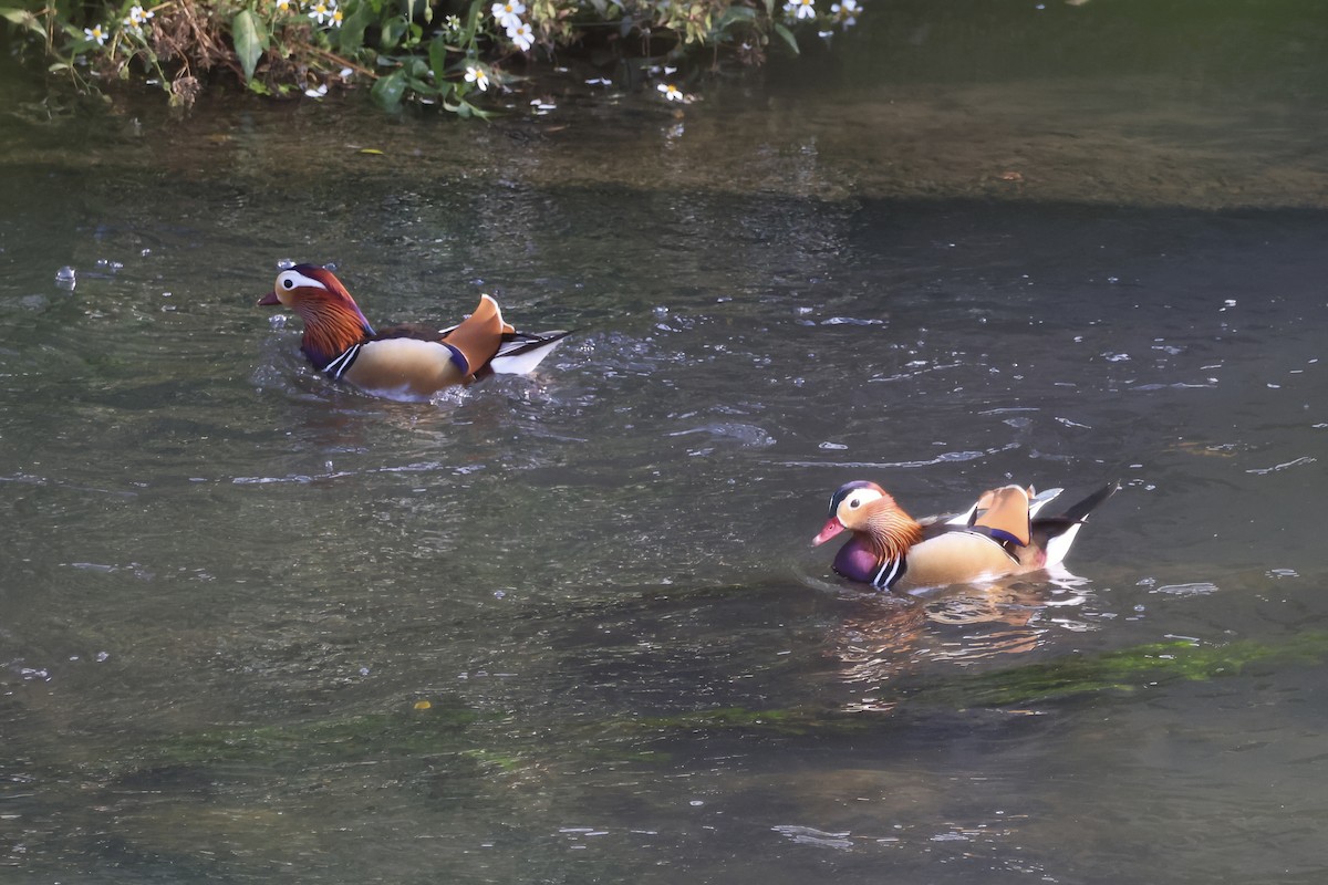 Мандаринка - ML647068941