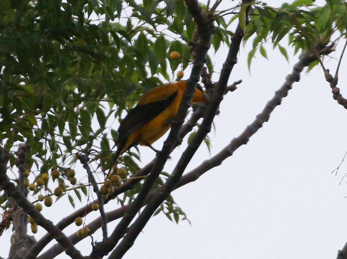 Black-naped Oriole - ML647068943