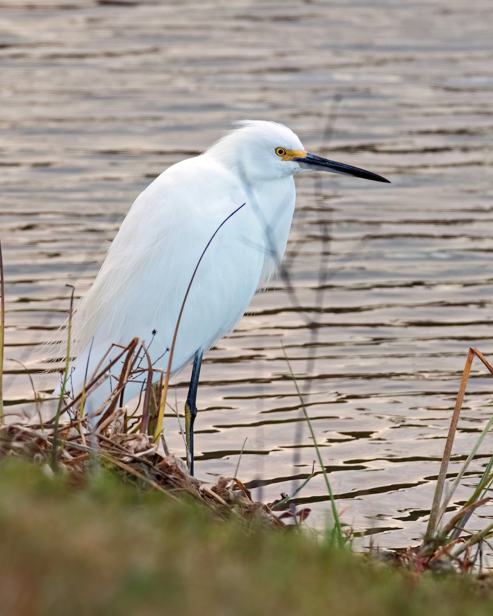 Snowy Egret - ML647068944