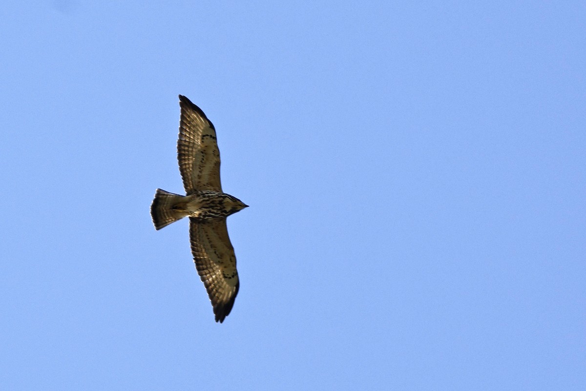 Broad-winged Hawk - ML647068952