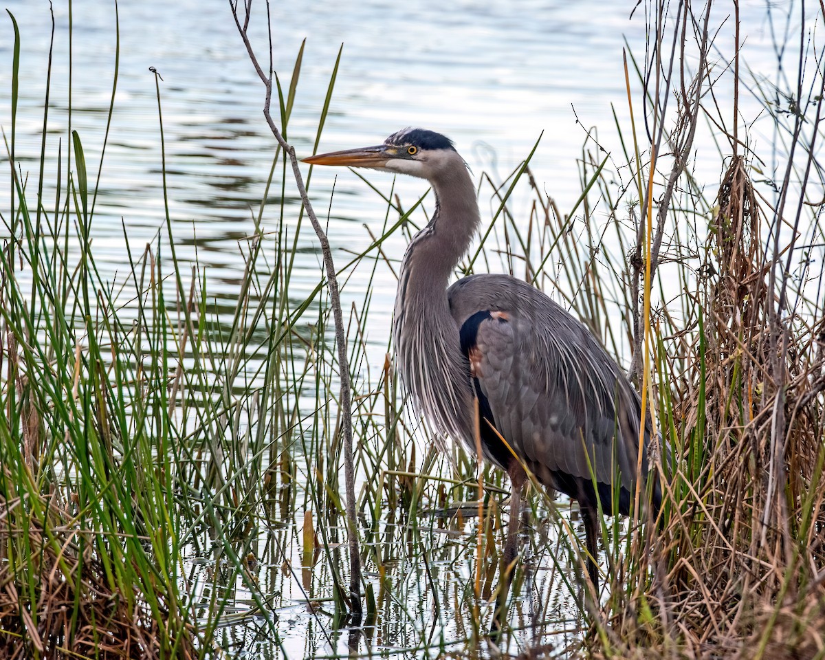 Great Blue Heron - ML647068955