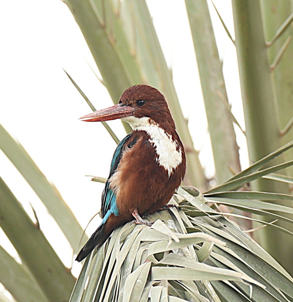 ledňáček hnědohlavý - ML647068959