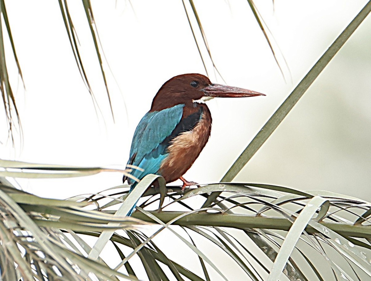 ledňáček hnědohlavý - ML647068960