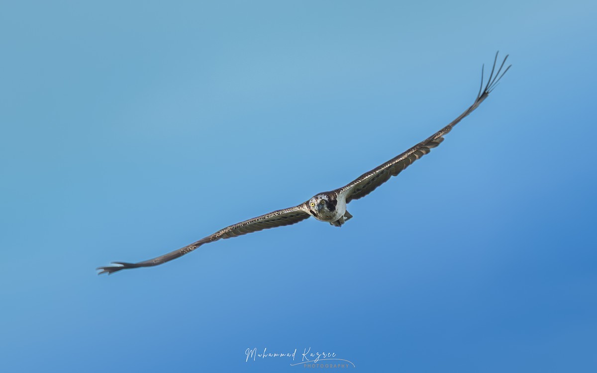 Osprey - ML647068961