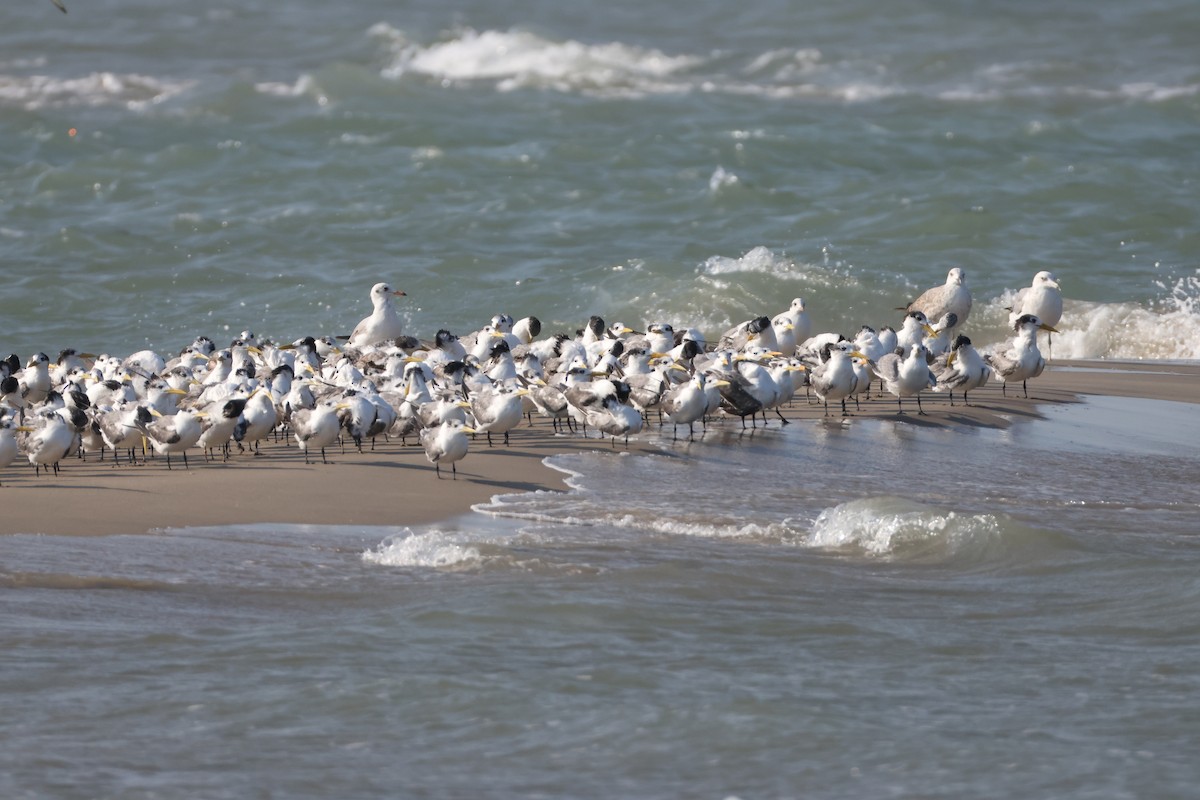 Gaviota Sombría - ML647068963