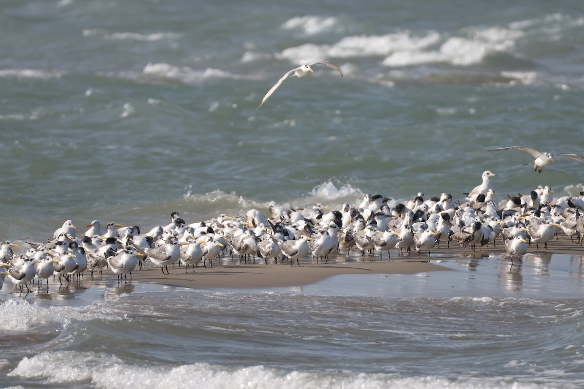 Gaviota Sombría - ML647068964