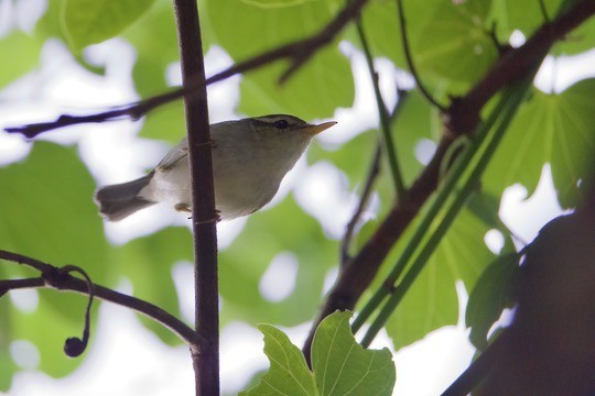 Two-barred Warbler - ML647068965