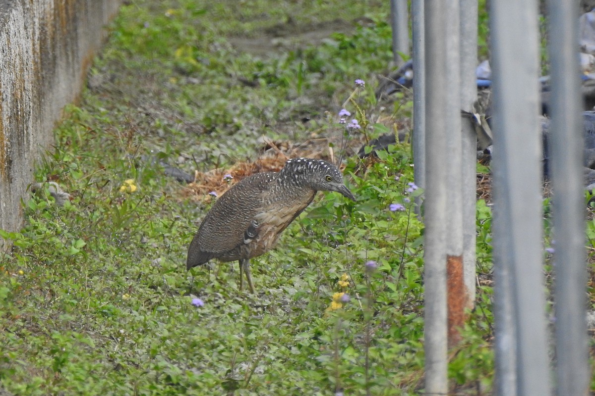 Malay Gece Balıkçılı - ML647068974