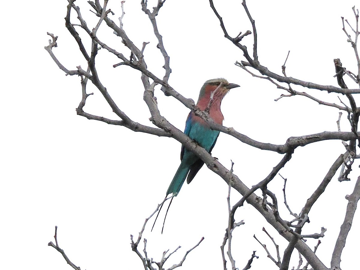 Lilac-breasted Roller - ML647068975