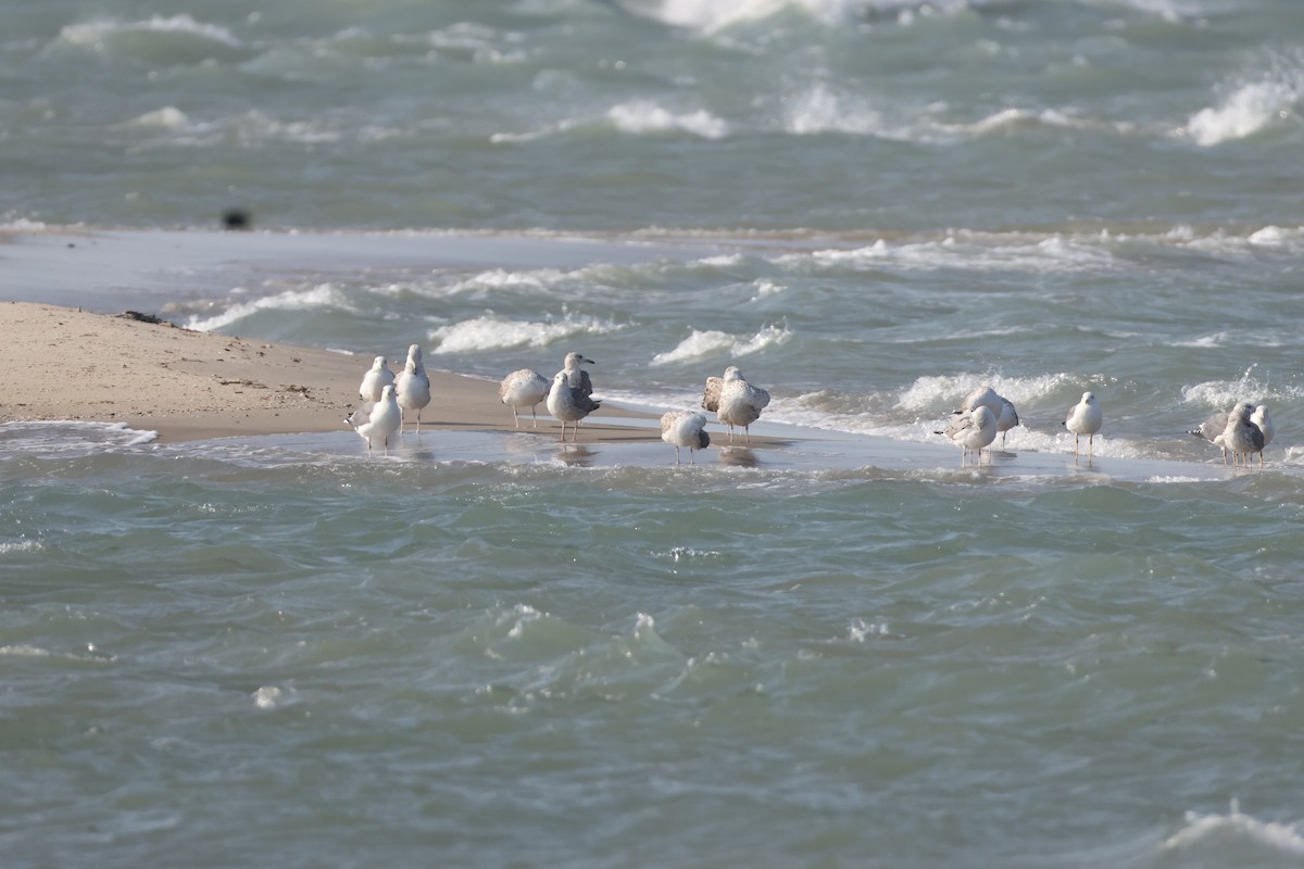 Gaviota Sombría - ML647068982