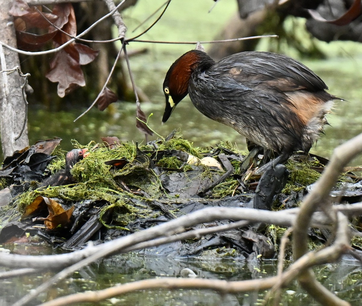 Little Grebe - ML647069004