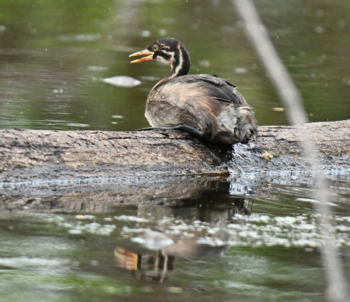 Little Grebe - ML647069007