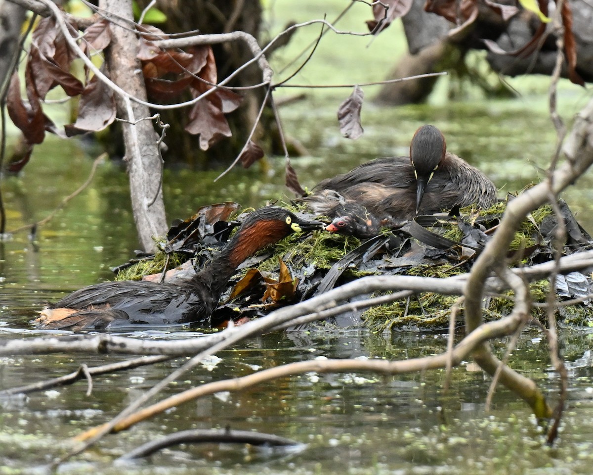 Little Grebe - ML647069008
