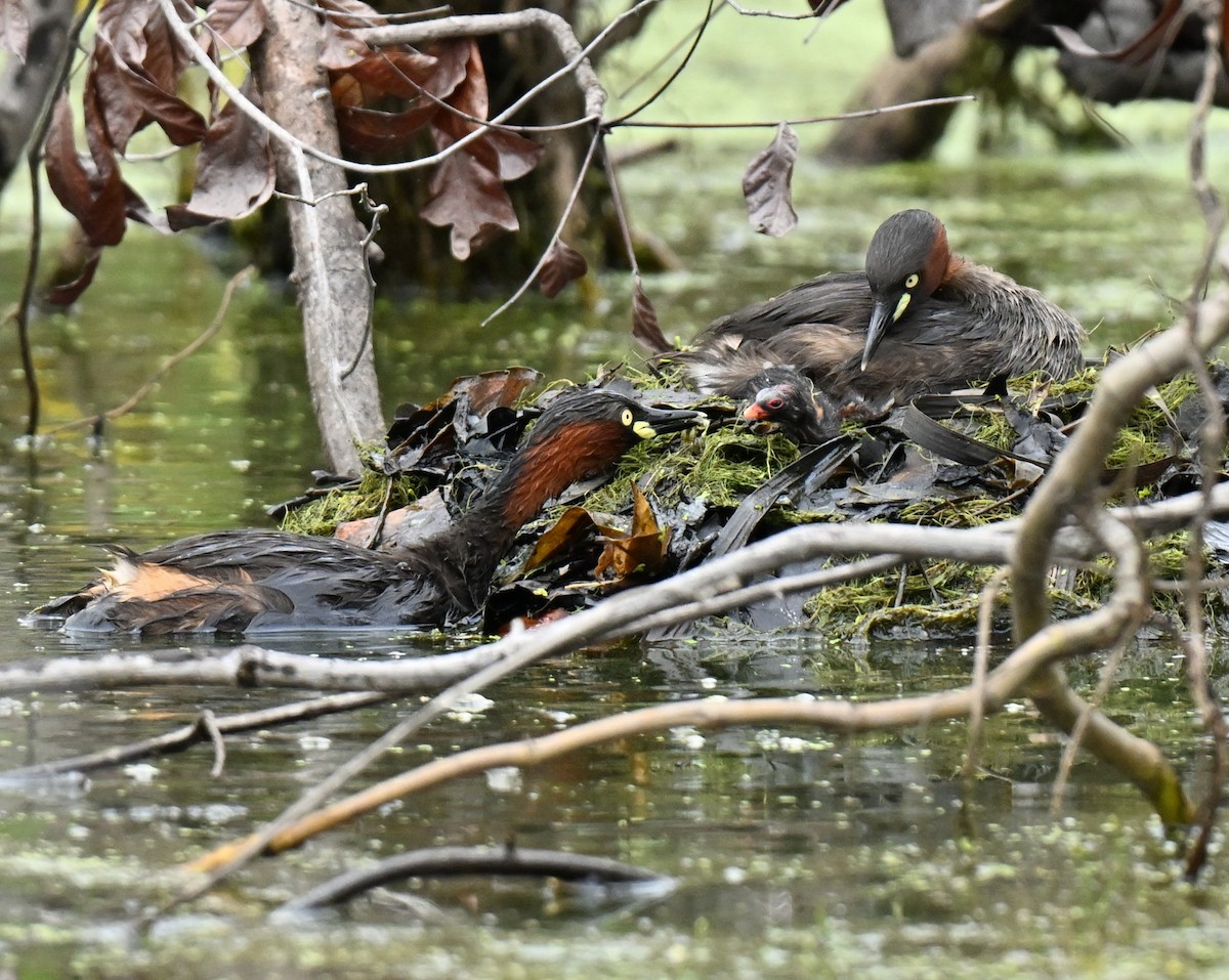 Little Grebe - ML647069009