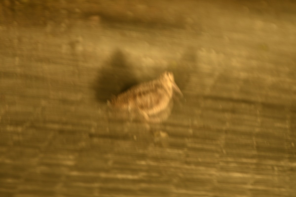 Eurasian Woodcock - ML647069014