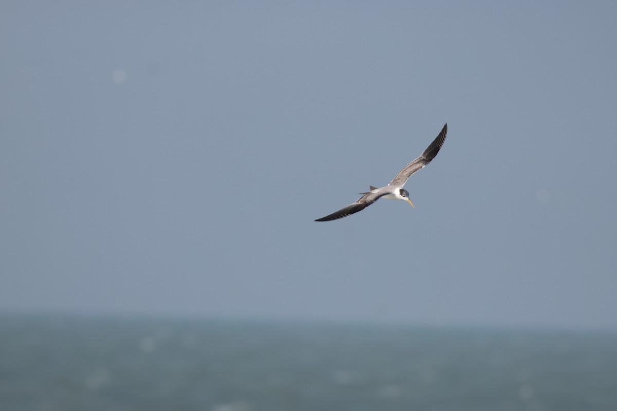 Tepeli Büyük Sumru - ML647069022