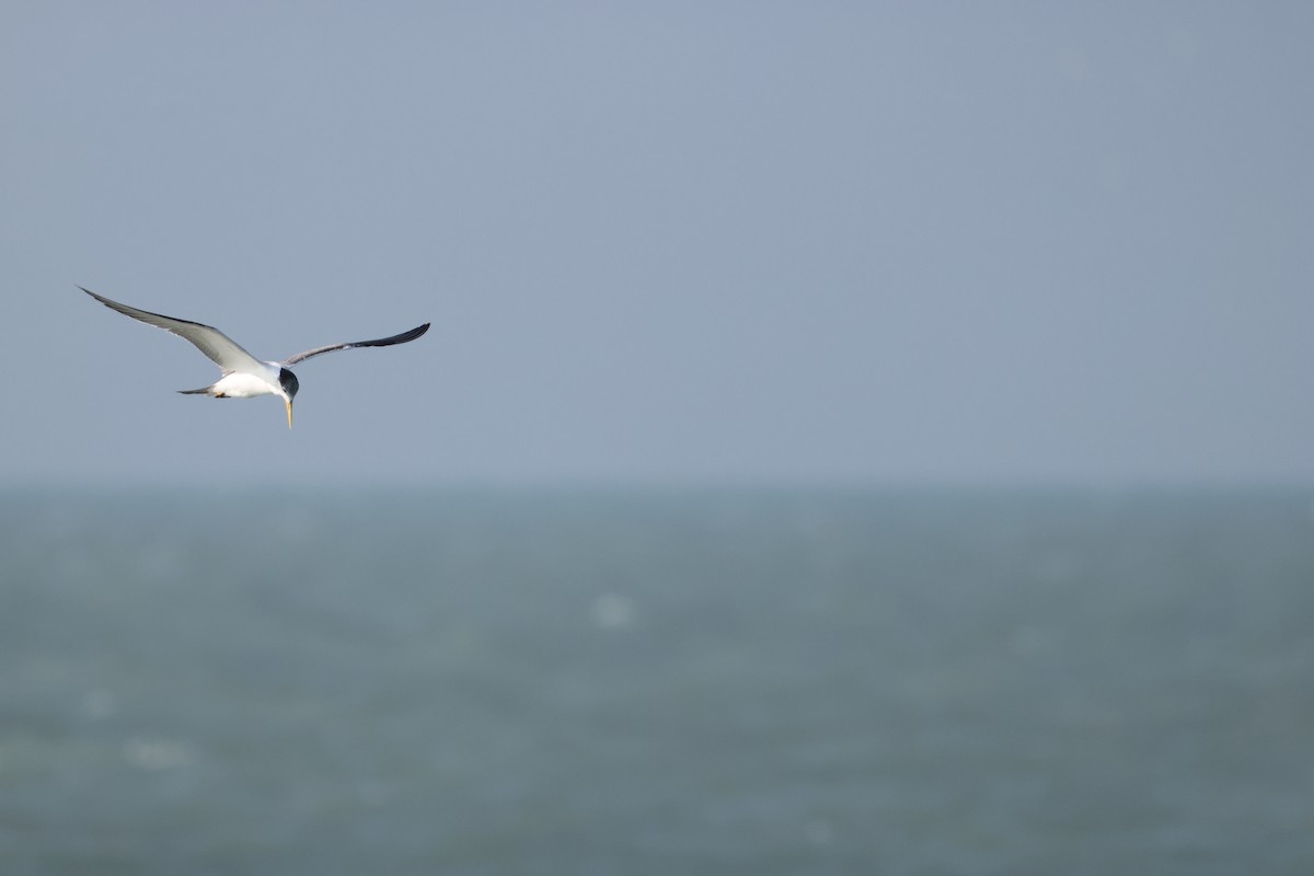 Tepeli Büyük Sumru - ML647069023