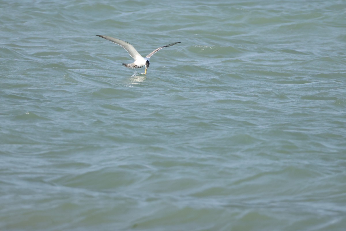 Tepeli Büyük Sumru - ML647069024