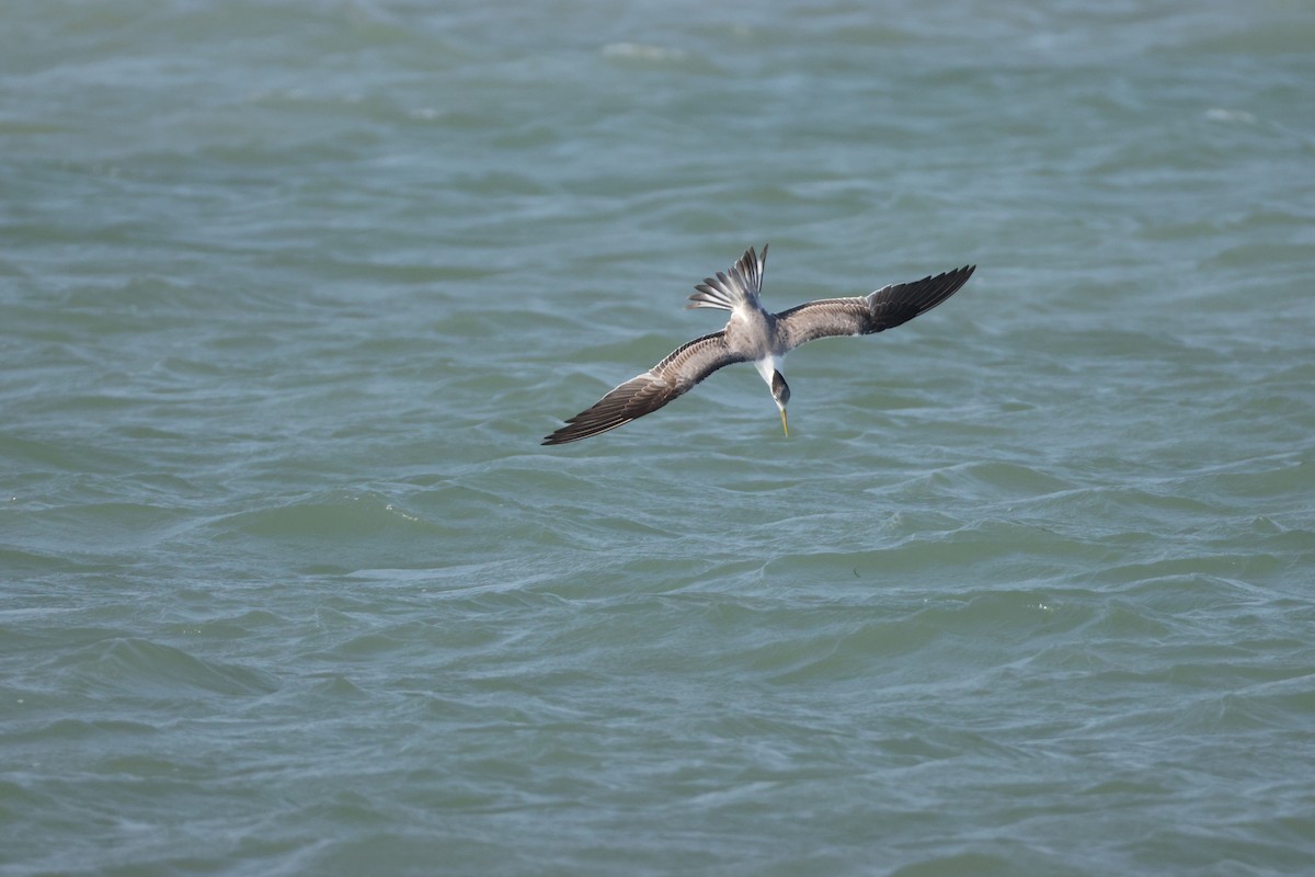 Tepeli Büyük Sumru - ML647069025