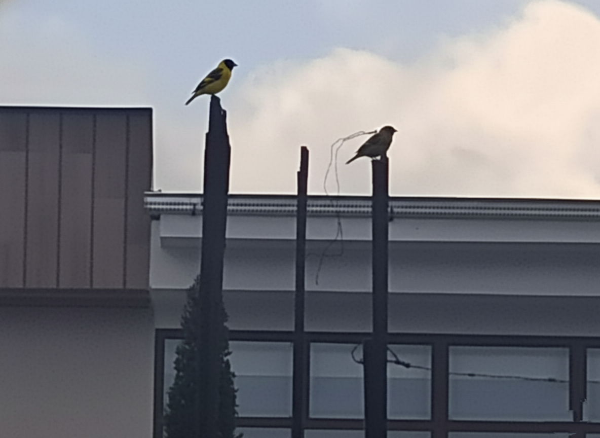 čížek jihoamerický - ML647069027