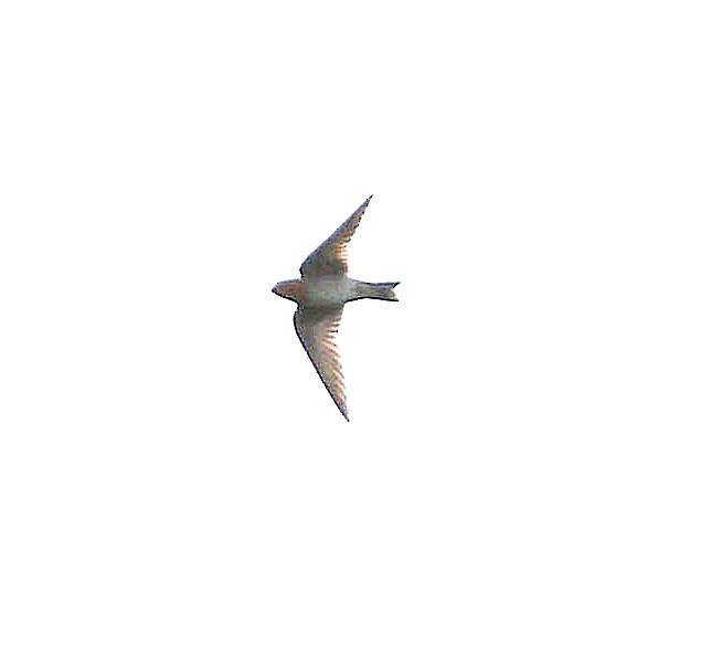 Pacific Swallow - ML647069030