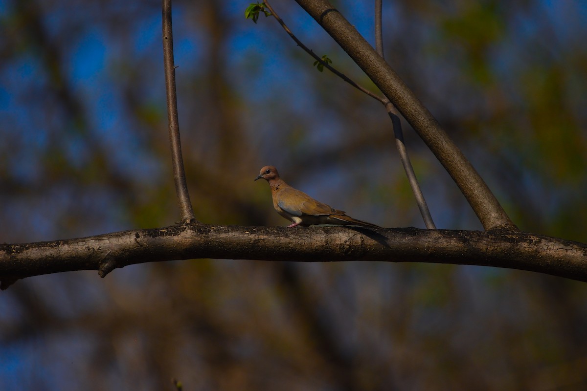 Laughing Dove - ML647069047