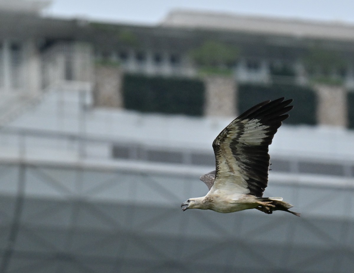 hvitbukhavørn - ML647069049