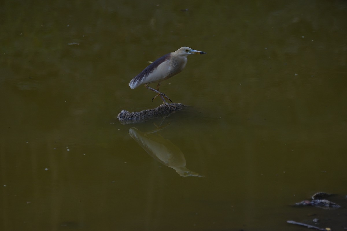 Indian Pond-Heron - ML647069050