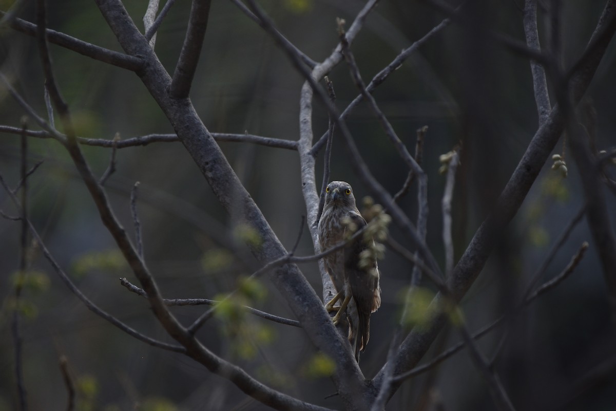 Shikra - ML647069052