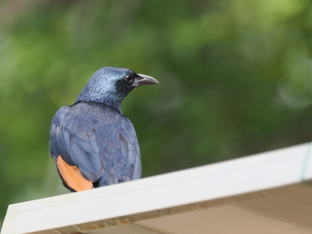Red-winged Starling - ML647069055
