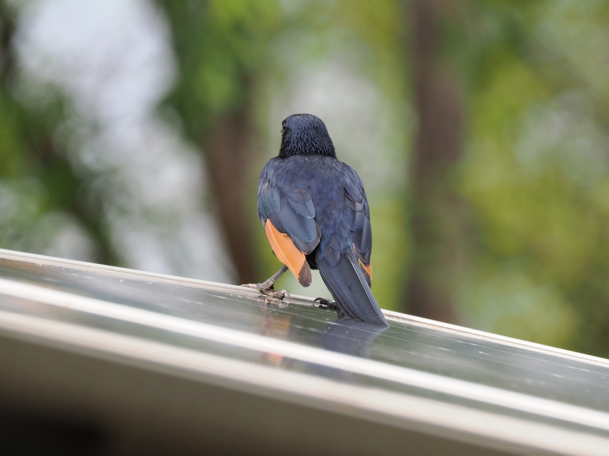 Red-winged Starling - ML647069056