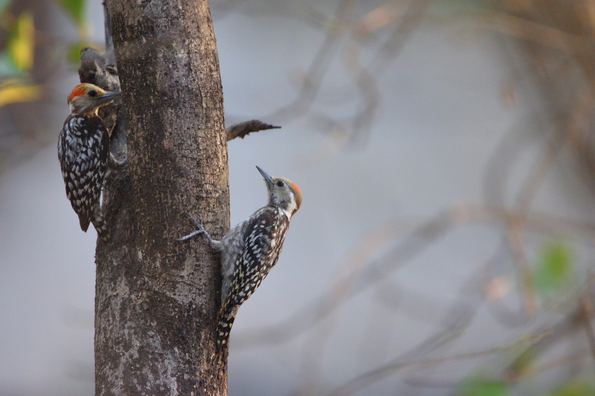 Yellow-crowned Woodpecker - ML647069059