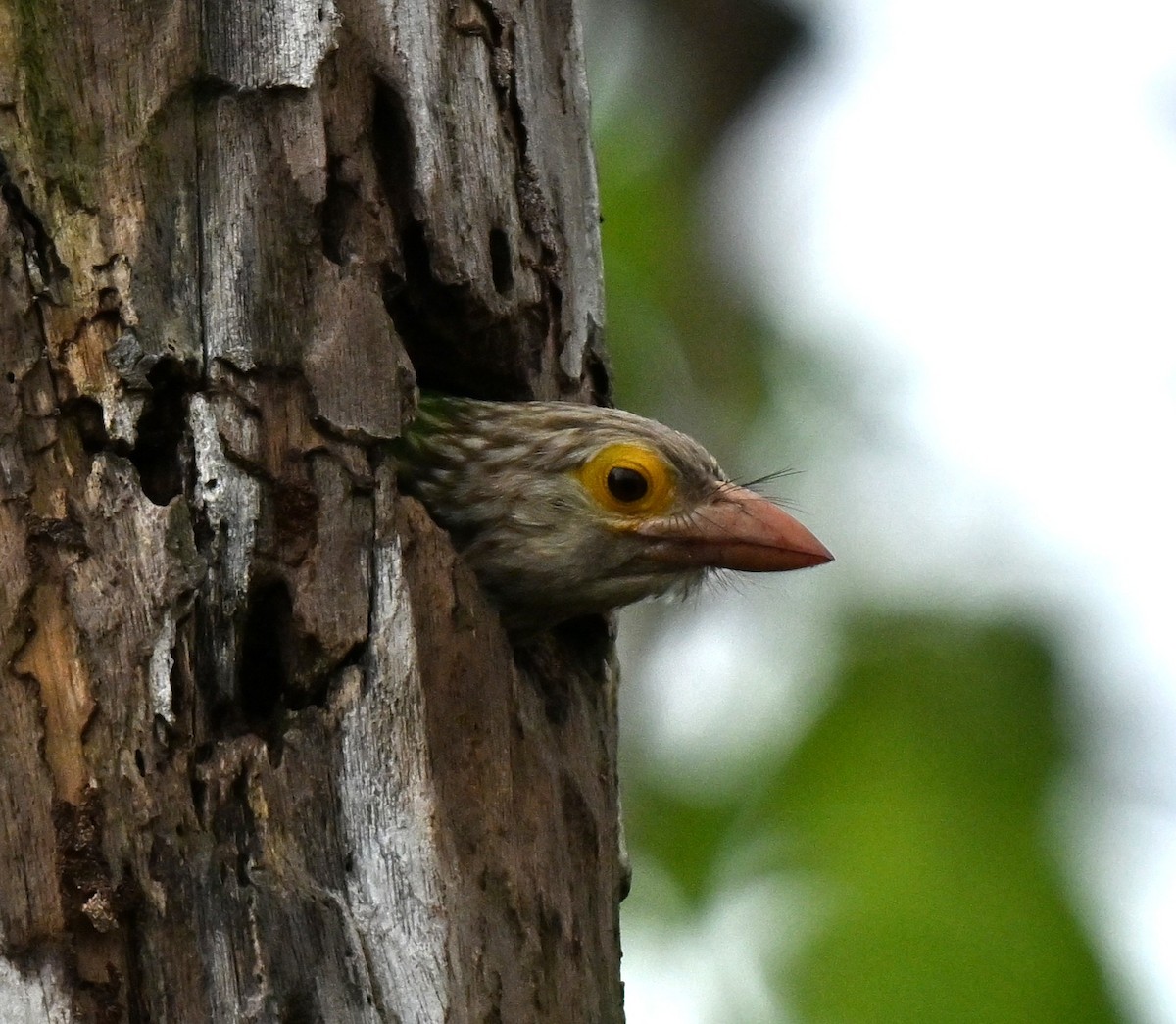 Lineated Barbet - ML647069060