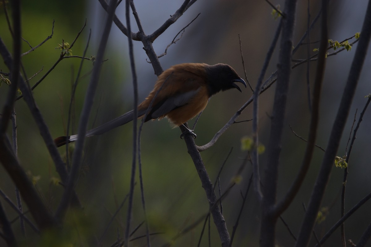 Rufous Treepie - ML647069061